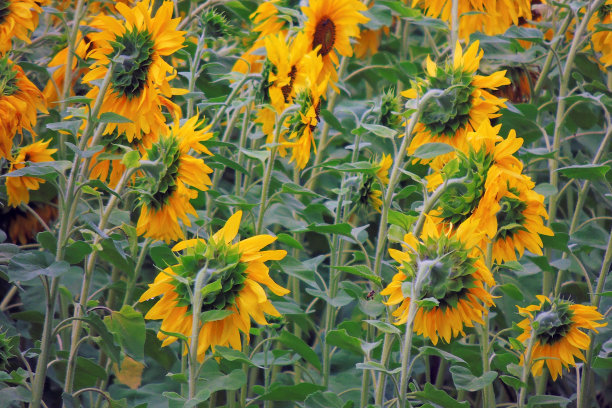 向日葵在现场图片下载