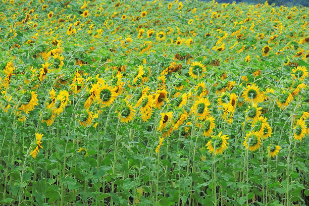 向日葵在现场图片下载