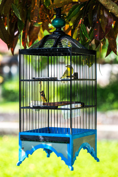蓝色笼子里的小鸟图片下载