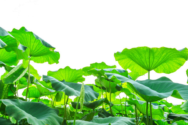 白色背景上的绿色荷叶图片下载