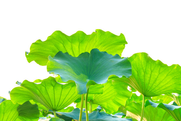 白色背景上的绿色荷叶图片下载