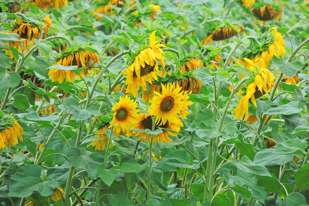 向日葵在现场图片下载