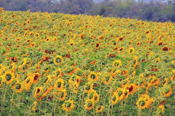 向日葵在现场图片下载