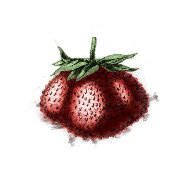 草莓草图图片下载