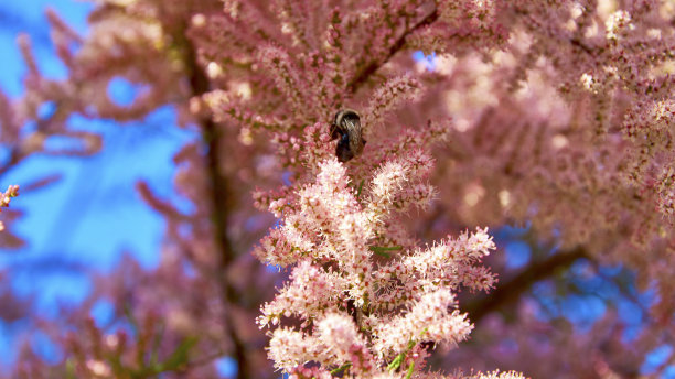 粉红的花和蜜蜂图片下载