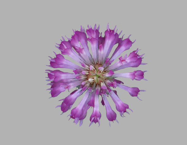 三叶草花开放。图片下载