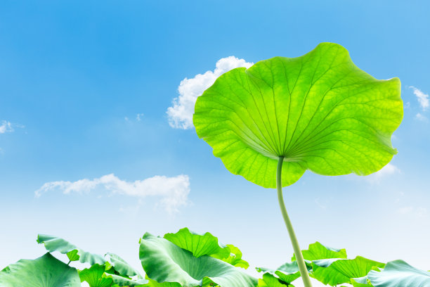 绿荷叶长在池塘里图片下载