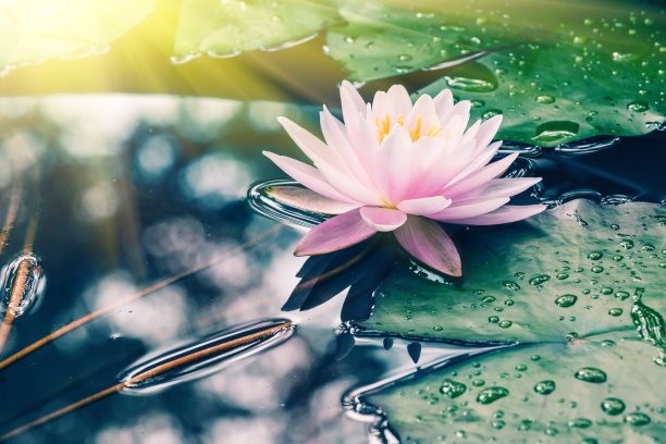 荷花在池塘里盛开素材图片