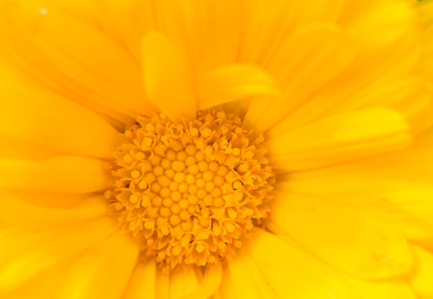 金盏花图片素材ID：308221668