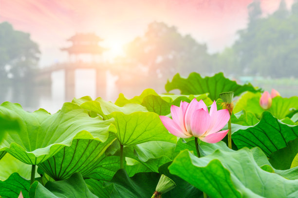 杭州西湖荷花与中国亭台建筑素材图片