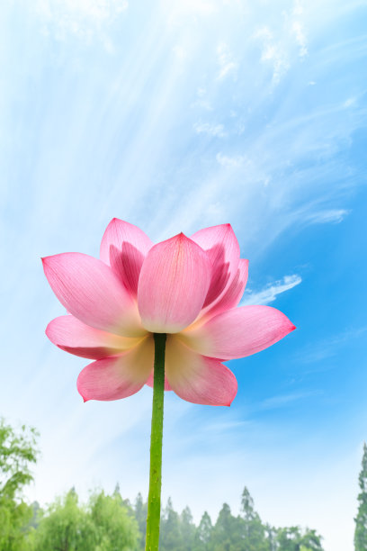 荷花盛开的池塘自然景观图片下载