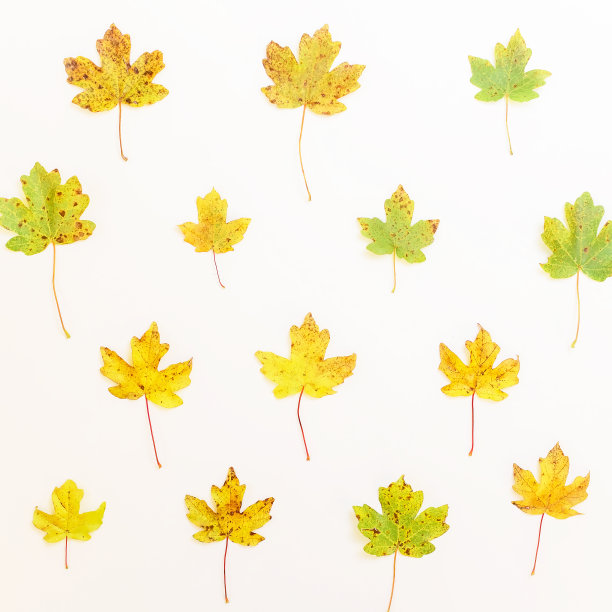 白色背景上的黄色枫叶图案。平躺，俯视图图片下载