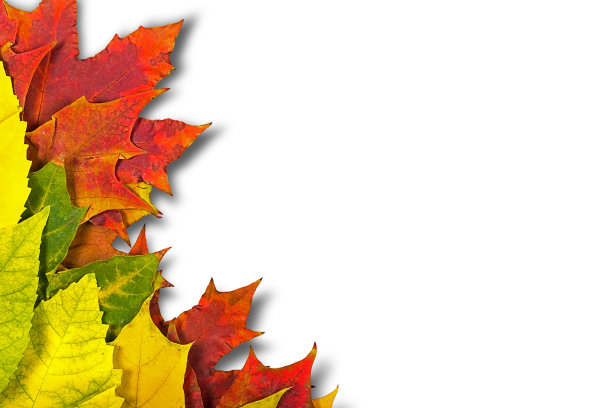 秋叶之静美。图片下载