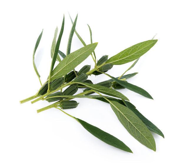 白色背景上分离的新鲜芝麻荚图片下载