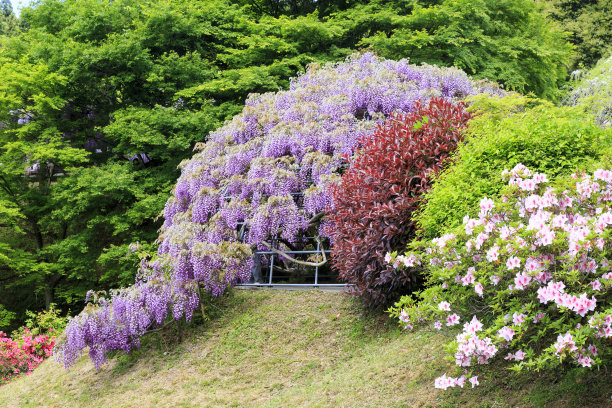 日本Kawachi的紫藤花园图片下载