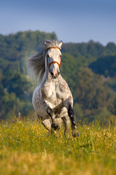 灰马，鬃毛长图片下载