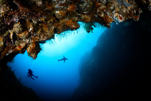 海狮和潜水员图片下载