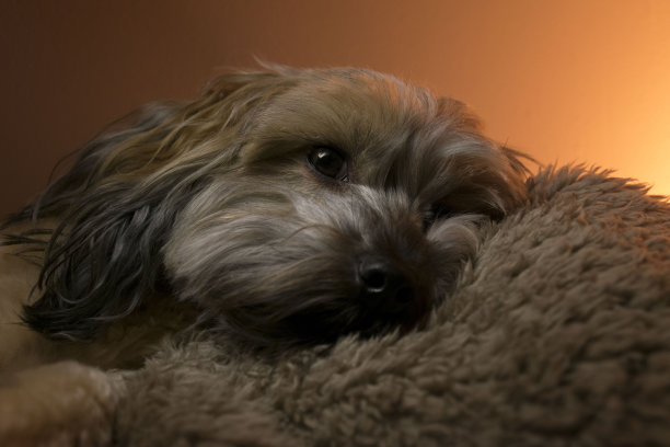 小狗休息图片下载