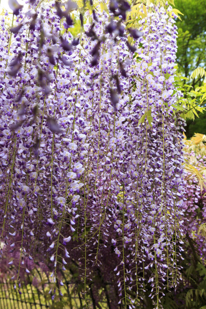 日本Kawachi的紫藤花园图片下载