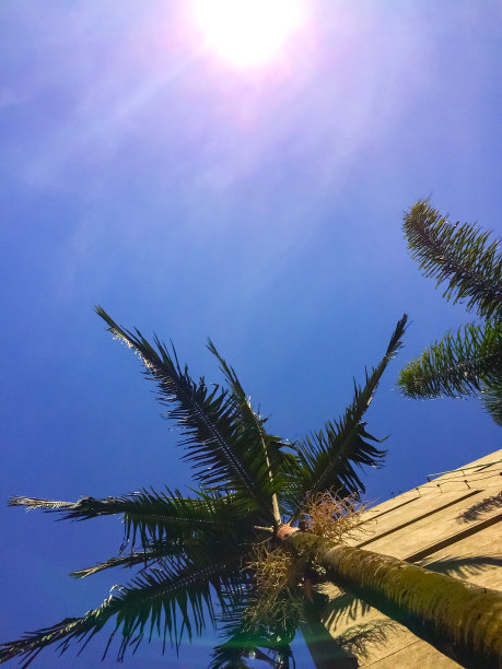 棕榈树图片下载