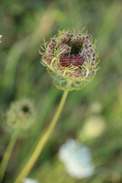 屏蔽错误交配图片下载