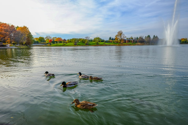 在豆荚上游泳的鸭子图片下载