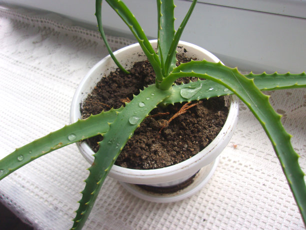 芦荟植物，盆栽图片下载