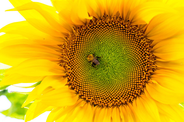 大黄蜂在向日葵上。自然、野生动物。图片下载