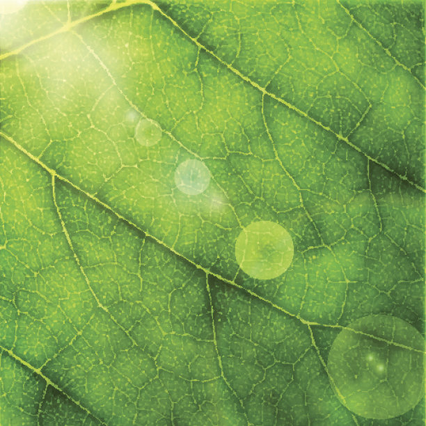 绿叶宏背景。素材图片