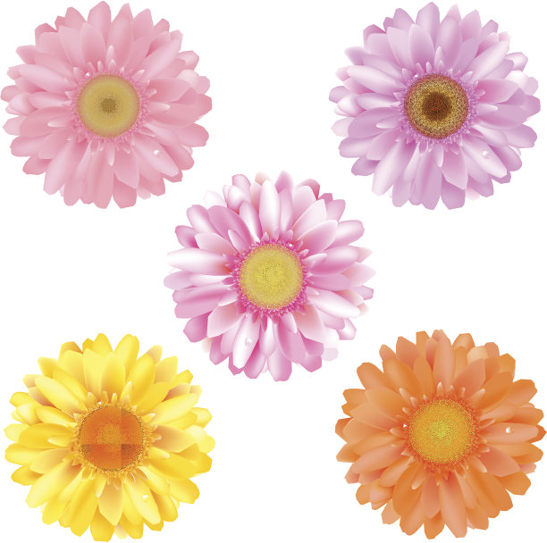 颜色格伯斯图片下载