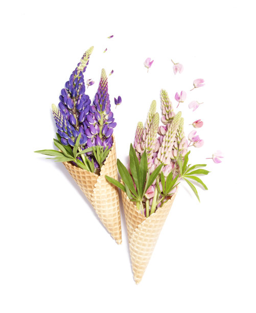 粉红色和蓝色羽扇豆花在华夫蛋筒图片下载