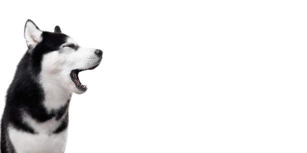 黑色和白色的西伯利亚哈士奇打哈欠图片下载