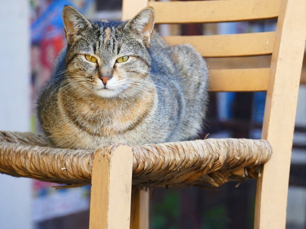 希腊的猫图片下载