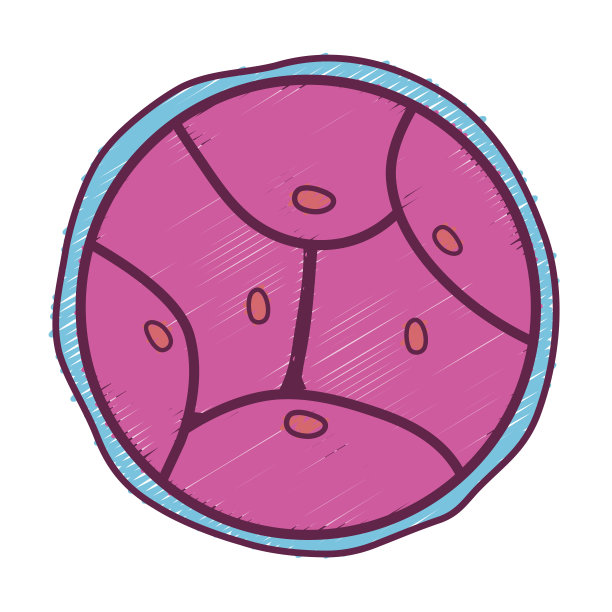 生物学遗传胚胎细胞分裂图片下载