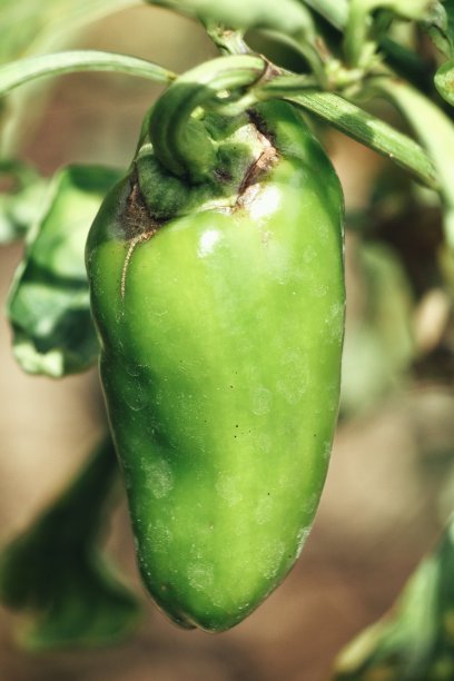 辣椒挂在树上图片下载