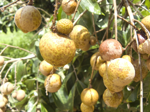 龙眼的图片下载