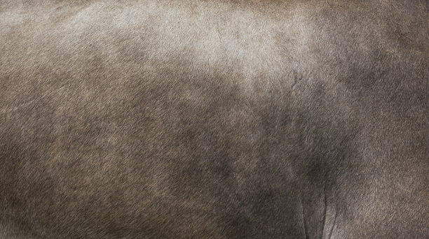 阿彭策尔牛的皮毛图片下载