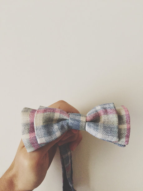 手上的蝴蝶犬（意大利佩萨罗）图片下载