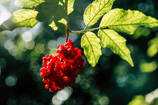 夏天接骨木的鲜红浆果近距离接触图片下载