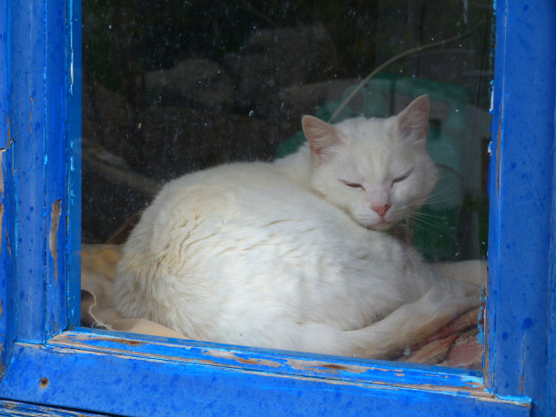 希腊蒂诺斯岛上的白猫图片下载