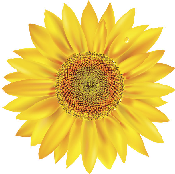 金色的向日葵图片下载