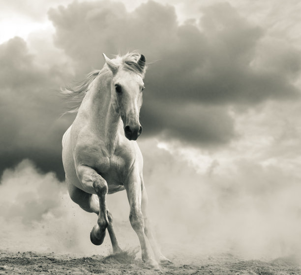 安达卢西亚马跑素材图片