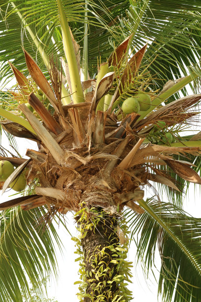 低角度的果实累累的椰子树，垂直照片图片下载