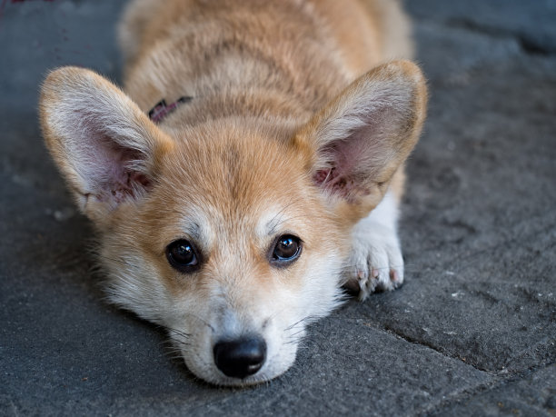 小狗，大眼睛的小狗。可爱。图片下载
