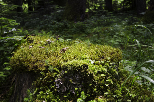 绿色苔藓植物在树和树桩上与岩石和阳光在丛林或森林深处丰富的环境图片下载