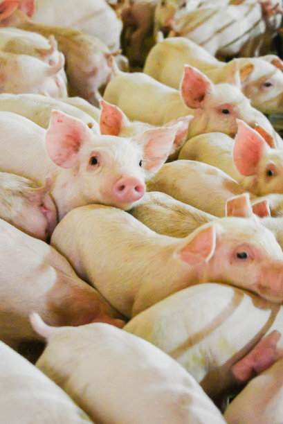 断奶到60磅。猪肉生产者养猪场素材图片