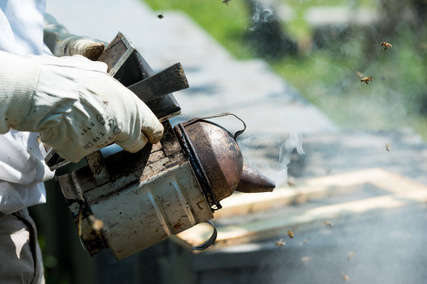 蜜蜂吸烟图片下载