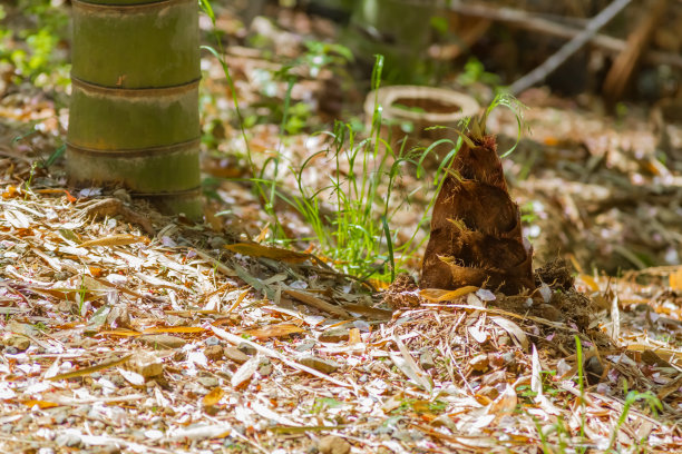 竹子在日本素材图片