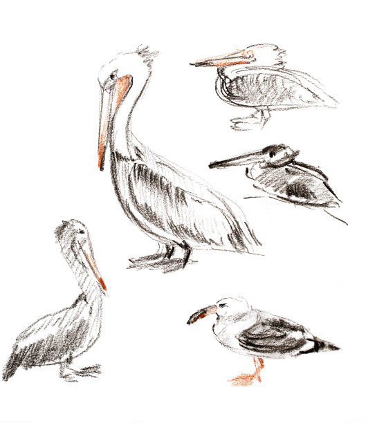 白色背景下鸟的剪影素材图片