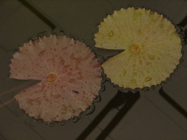 吃豆人植物图片下载